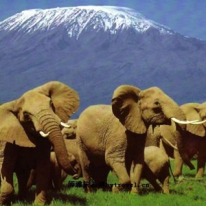 肯尼亚-奢华“游猎”
